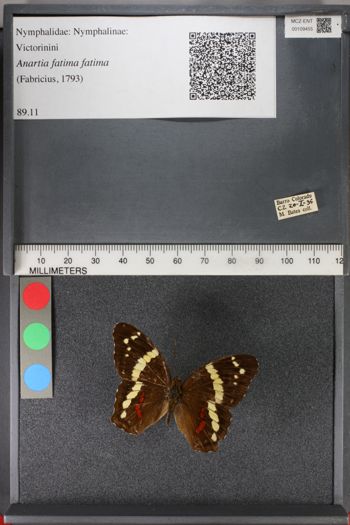 Media type: image;   Entomology 109455